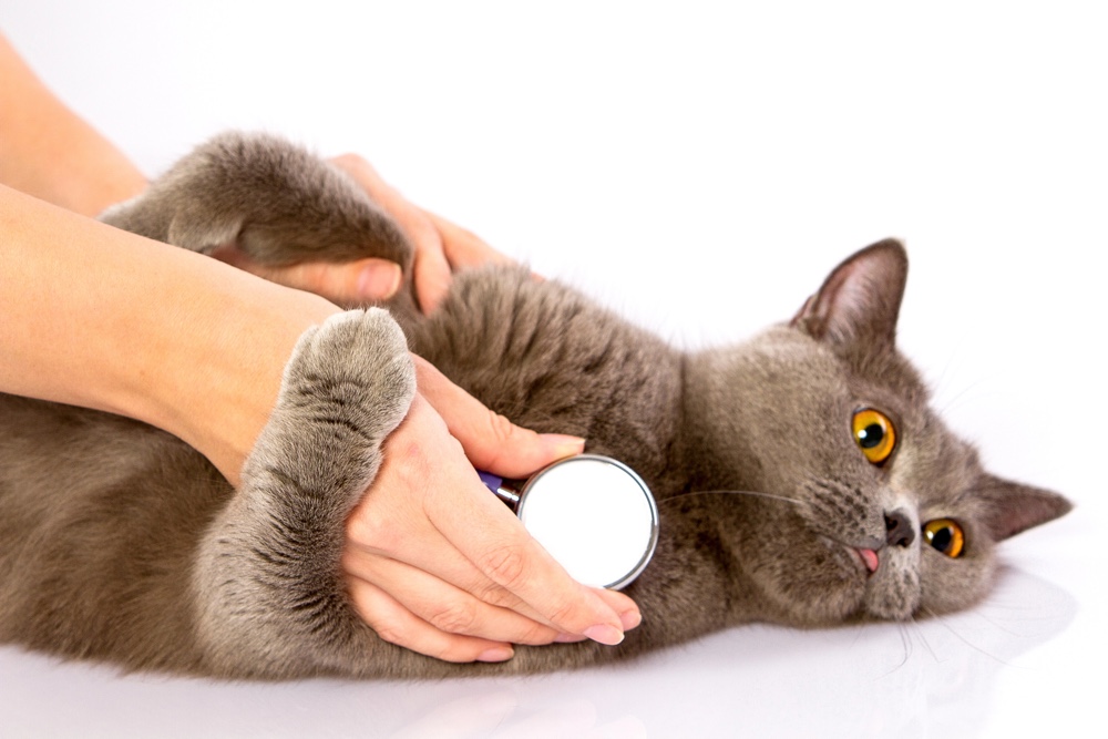 Cat being examined by veterinarian