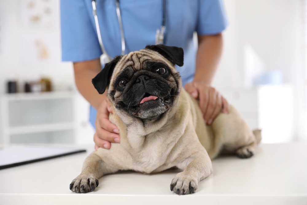 Dog at veterinarian clinic